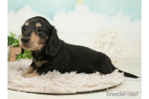 成約済の千葉県のミニチュアダックスフンド(ロングヘアード)-210418の4枚目